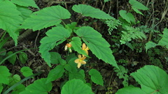 Begonia sutherlandii
