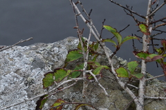 Crataegus maximowiczii