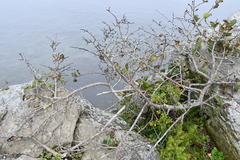 Crataegus maximowiczii