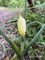 Xanthosoma robustum