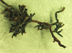 Lactarius quieticolor