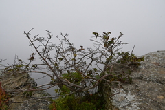 Crataegus maximowiczii