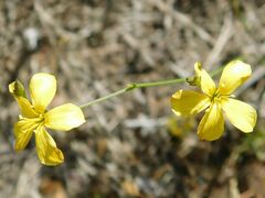 Linum africanum