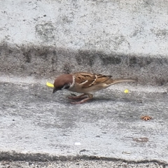Passer montanus