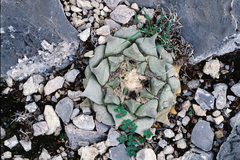 Ariocarpus retusus