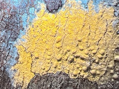Lecanora strobilina