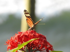 Heliconiini