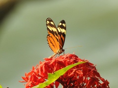 Heliconiini