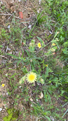 Andryala integrifolia