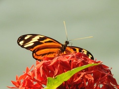 Heliconiini