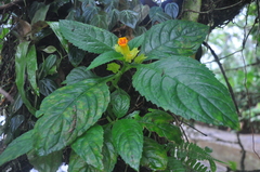 Chrysothemis friedrichsthaliana