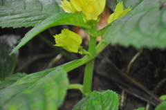 Chrysothemis friedrichsthaliana