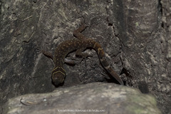 Cyrtodactylus phetchaburiensis