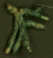 Lactarius quieticolor