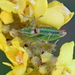 Ebner's Bright Bush-Cricket - Photo (c) Kostas Zontanos, some rights reserved (CC BY-NC), uploaded by Kostas Zontanos