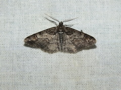 Cleora cinctaria