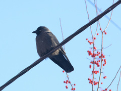 Corvus monedula