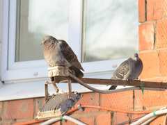 Columba livia domestica