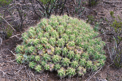 Echinocereus enneacanthus enneacanthus