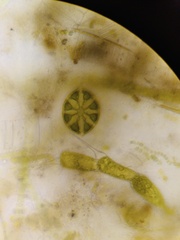 Desmidium grevillei