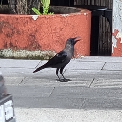 Corvus splendens