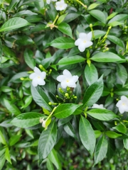 Trachelospermum jasminoides