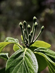 Tocoyena formosa