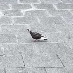 Columba livia domestica