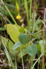 Oxalis suborbiculata