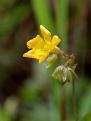 Oxalis suborbiculata