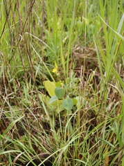 Oxalis suborbiculata