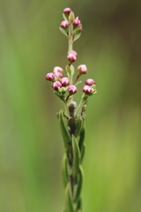 Myrcia stricta