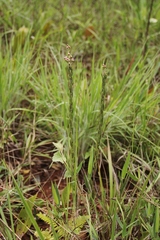 Myrcia stricta