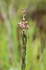 Myrcia stricta