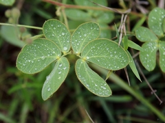 Mimosa debilis