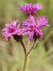 Lessingianthus erythrophilus