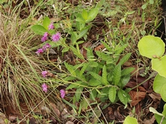 Lessingianthus erythrophilus