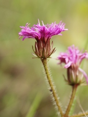 Lessingianthus erythrophilus