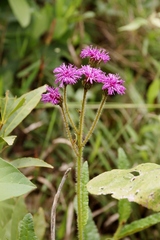 Lessingianthus erythrophilus