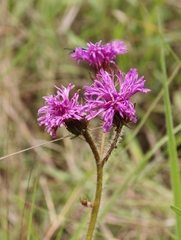 Lessingianthus erythrophilus