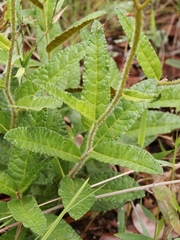 Lessingianthus erythrophilus