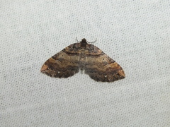 Earophila badiata