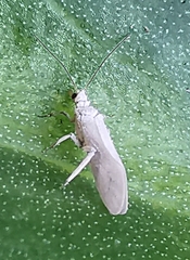 Coniopteryginae