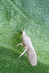 Coniopteryginae