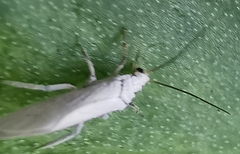 Coniopteryginae