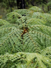 Dimorphandra mollis