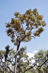 Didymopanax macrocarpus