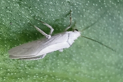Coniopteryginae