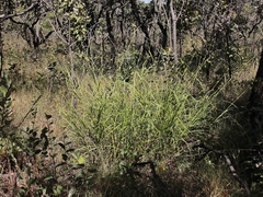 Rhynchospora exaltata