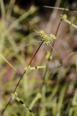 Rhynchospora exaltata